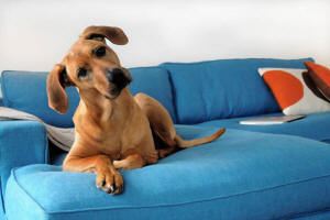 large dog on blue sofa, our pet safe upholstery cleaning helps remove pet odours